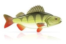 pankreatit için deniz ürünleri